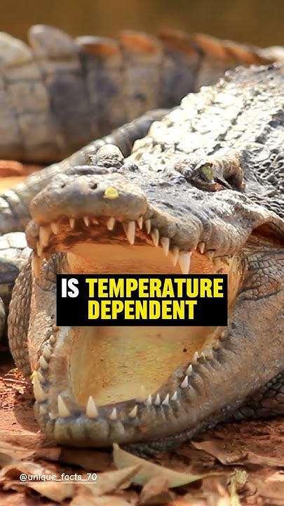 5 Unique Facts About Crocodiles | Like and Subscribe #shorts #trending