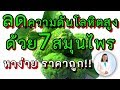 7สมุนไพรลดความดันโลหิตสูงในผู้สูงอายุ | 7 Herbs reduce High blood pressure | พี่ปลา Healthy Fish