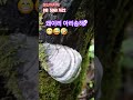 밑면 보기가 더 힘들어 아리송하네?ㅎㅎ#정선아지매#정선5일장#약용버섯