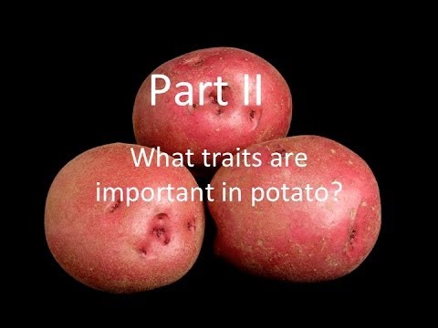 Video: Potato Variety Adretta - Description Of The Species, Care And Other Important Aspects + Photo