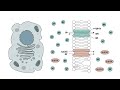 The Essential Functions of the Cell Membrane