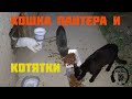 Кошка Пантера и котятки 08 07 2022