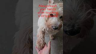 Pluto teaches you some tricks  #funnydog #viral #laugh #funnypets #funnyanimals #westie #travel