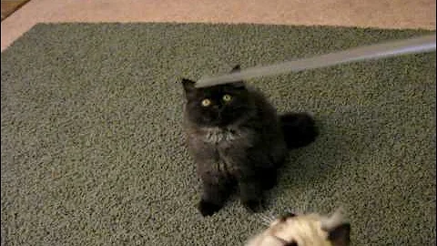 Watch the video about Persian Kittens For Sale at www.a-purrfect-persian-4-u.com