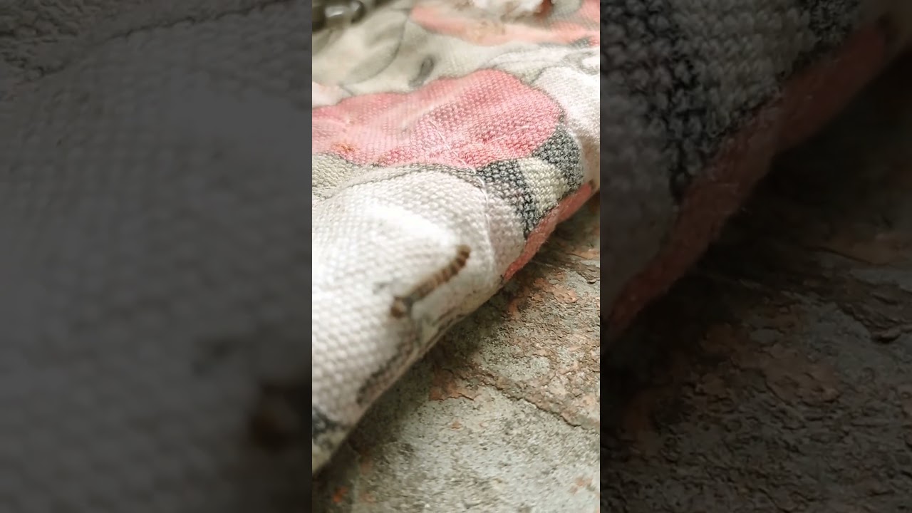 Eriogaster lanestris, commonly known as the small eggar 🎥