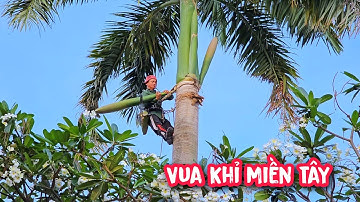 Vua khỉ cưa hạ gốc 3 gốc cây Cau Vua còn lại tại Tây Ninh (2/2).