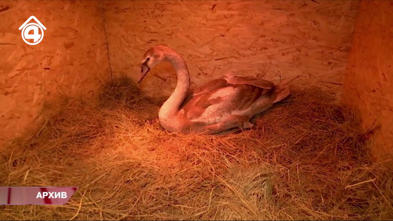 Лебедя отпустили на волю - YouTube