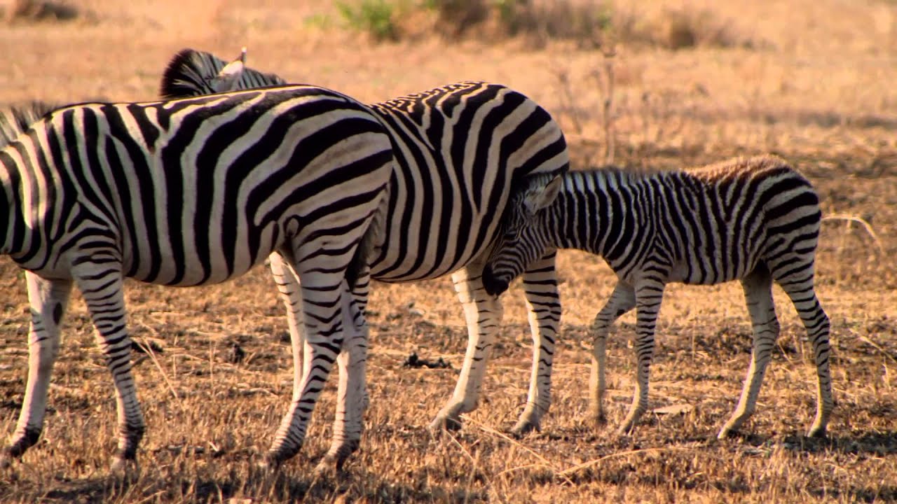 travel rock bariloche Go on a Big 5 Game Drive in South Africa