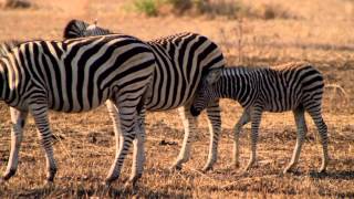 Go on a Big 5 Game Drive in South Africa screenshot 5