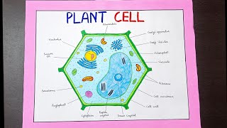 Plant cell diagram on chart paper for project | How to draw plant cell | Class 10th plant cell