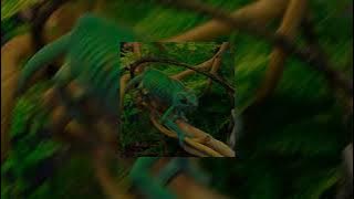 Caméléon - Gims (sped up)