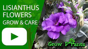 Comment entretenir la plante eustoma ?