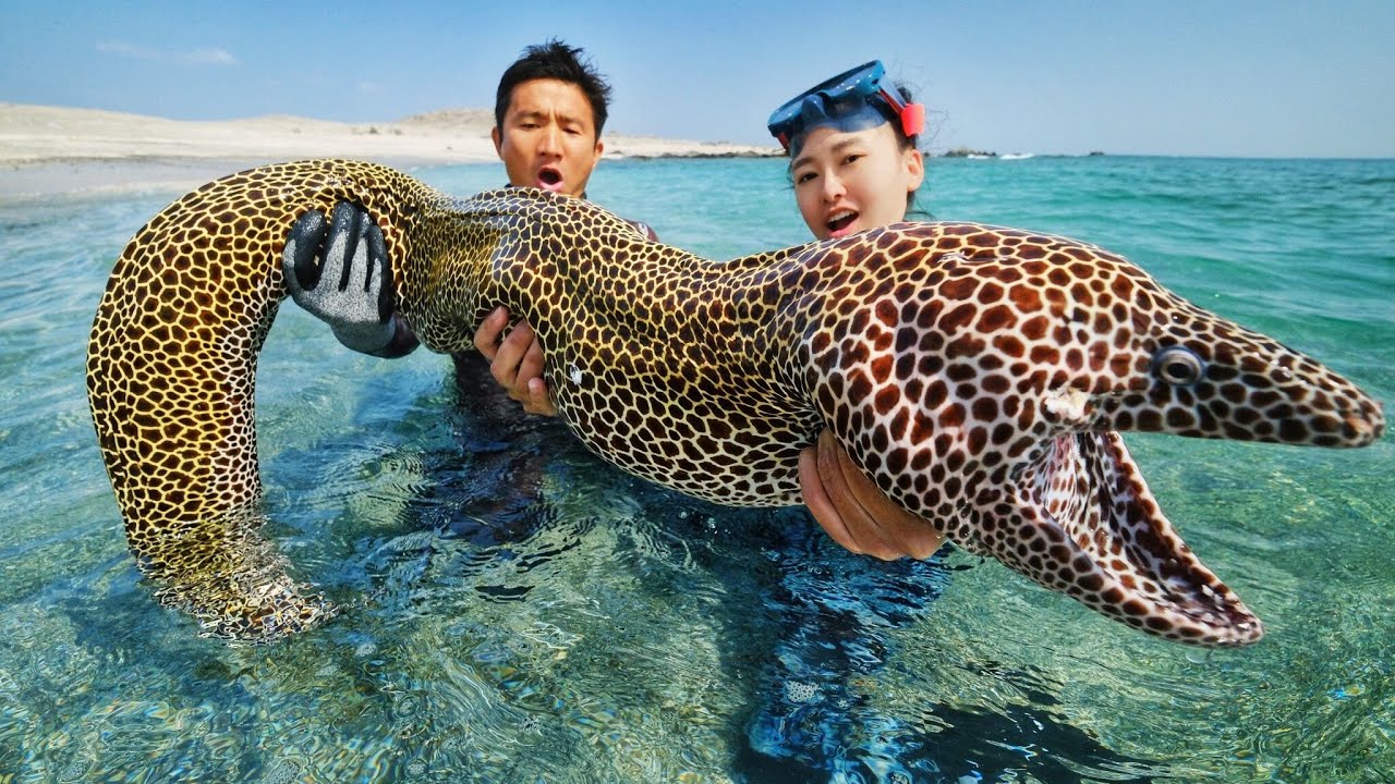 阿曼抓巨型海鳗，体长2米凶猛似巨蟒，红烧一锅啥味道？| 赶海 | 鳗鱼 | 龍蝦 | 阿曼 | 浮潛 | 渔猎 |