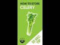 How to Keep Celery Firm & Fresh For Weeks #shorts