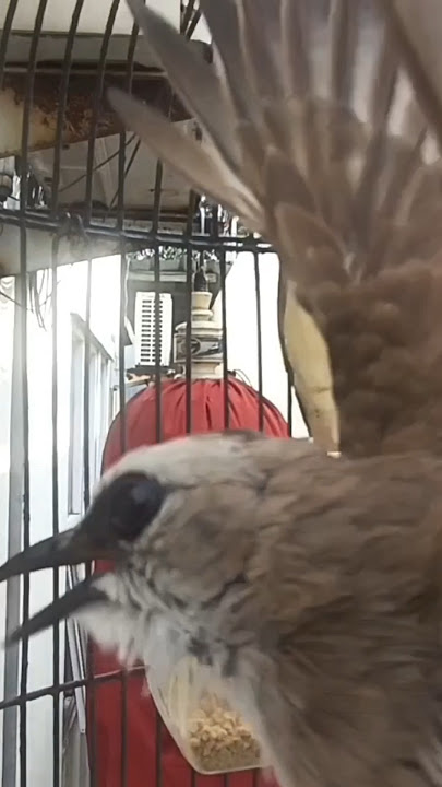 trucukan gacor TARUNG ROPEL PANJANG pancingan trucukan agar bunyi jadikan burung trucuk gacor EMOSI