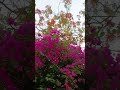 Spring Season 🍁🍂🍃🌷🌺🌸