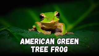 American Green Tree Frog Guide: Buying Cost, Diet, Tank Setup, Misting & Cleaning Tips