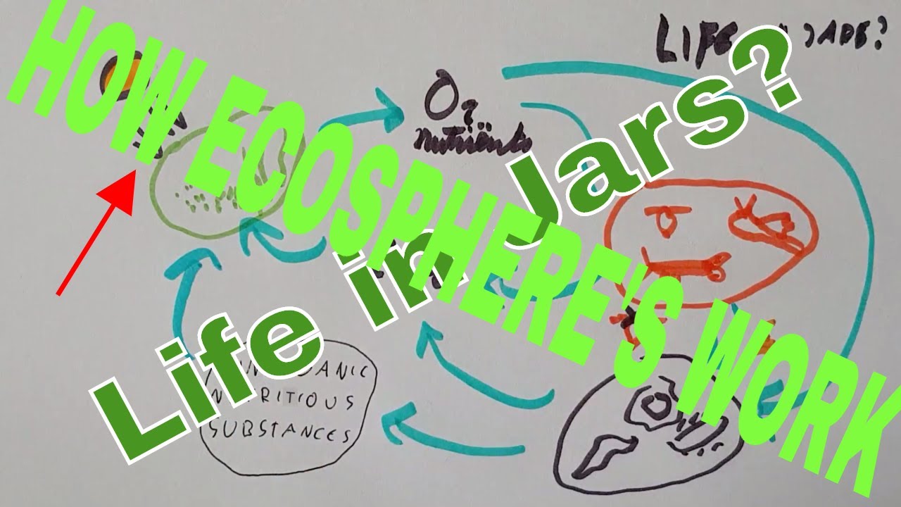 How Ecospheres Work Life in Jars? YouTube