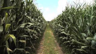 Corn Growers Gain Important Knowledge At Industry Meetings Across Georgia