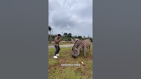 Satwa baru di Lembang Park Zoo
