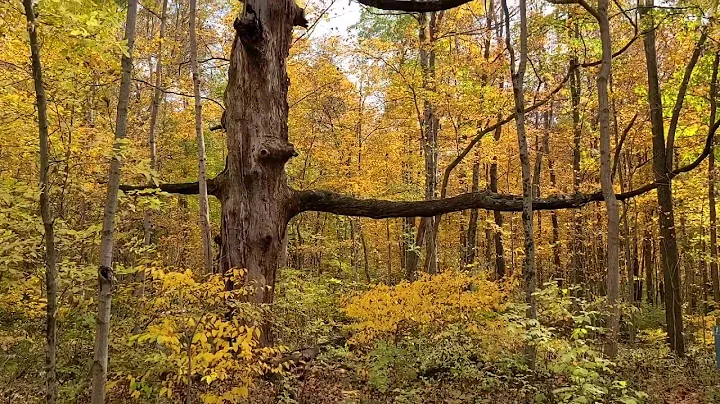Autumn Splendor: Eidson Woods Preserve