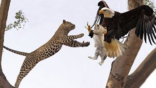 Leopard Vs Eagle Attack  Mother Leopard Fail Save Baby From Eagle, Animal save Another Animals