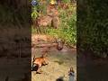 macan tutul mengejar capybara, anjing menggonggong #animals #shorts