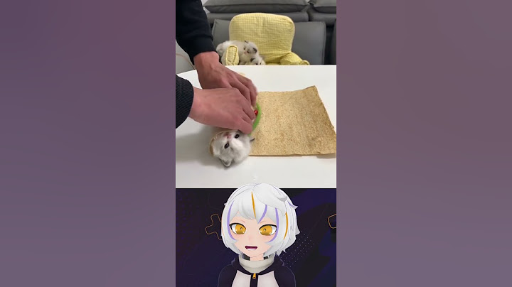 El Gato que se Puede Comer