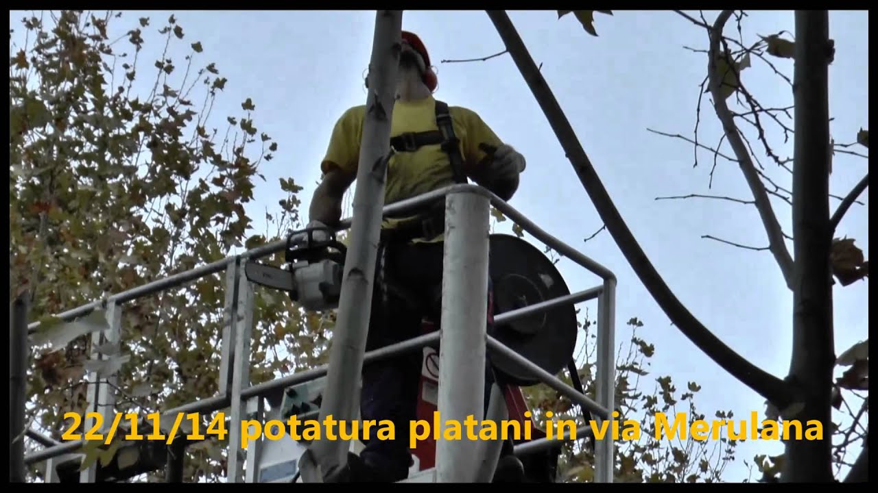 POTATURA dei PLATANI di via MERULANA YouTube