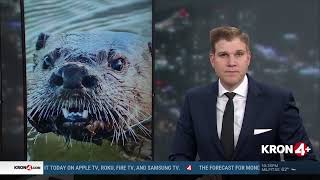 Dan Thorn Otter Attack In Tahoe