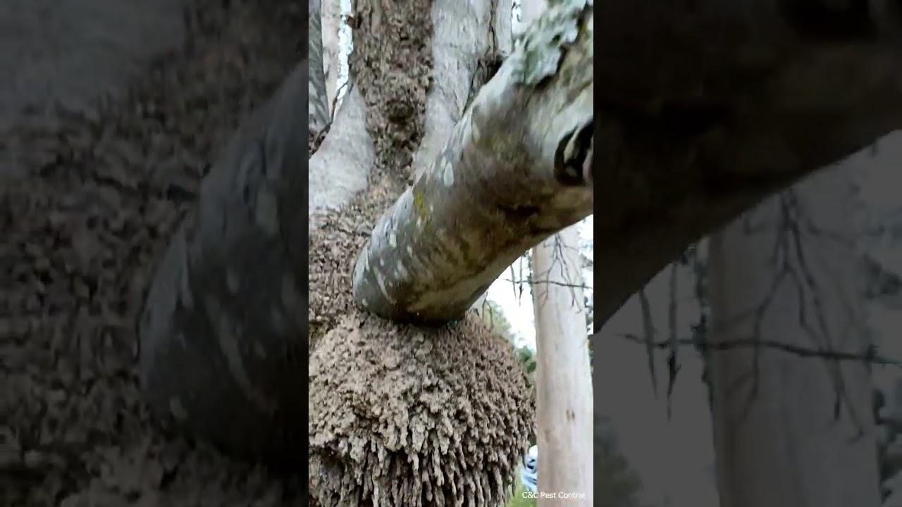 HUGE Termite Nest DISCOVERY in Mary Valley!