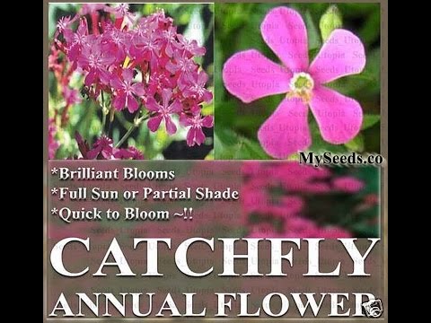 Βίντεο: Catchfly Perennials - Πώς να φροντίσετε ένα γλυκό φυτό William Catchfly