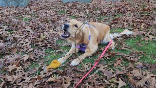 Maisie does some gardening by John Clavis 273 views 6 months ago 2 minutes, 46 seconds