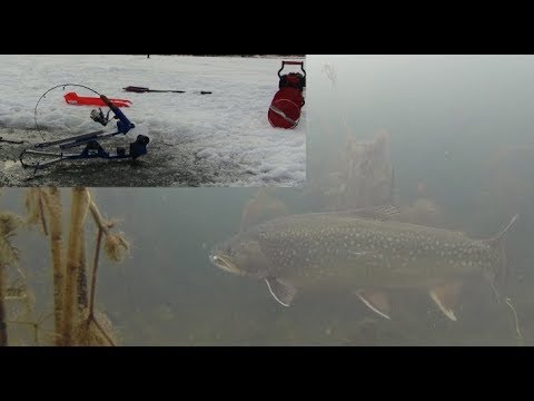 Jigging JawJacker Brook Trout 2015 