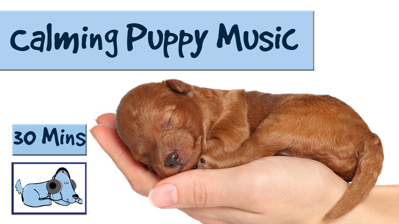 soft music for puppies