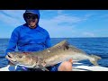 Slow Pitch Jigging 47lb Cobia