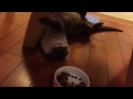 カワウソ劇場 猛アピール？？