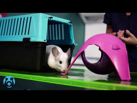 Video: Come a Potty Train Pet Rats