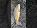 Big fish | #fishing #carpfishing #fish #carp #memes #angling #fishinglife #meme #funny #big #crazy