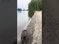 Columbia River 🐶 #tiktok #parks #river #pets #portland #realestate #home #foryou #fyp