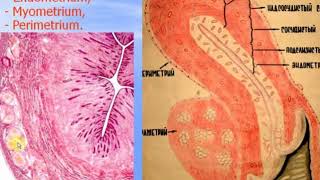 Female reproductive system - 2. Video-lecture by Zimatkin (30)