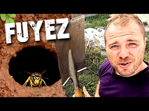 Nid de guêpes de terre déterré à la pelle : ma revanche en vidéo
