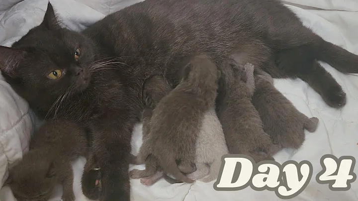 Watch the video about Meet Linda And Her Six Fluffy Chocolate Kittens🥰 (Day 4)