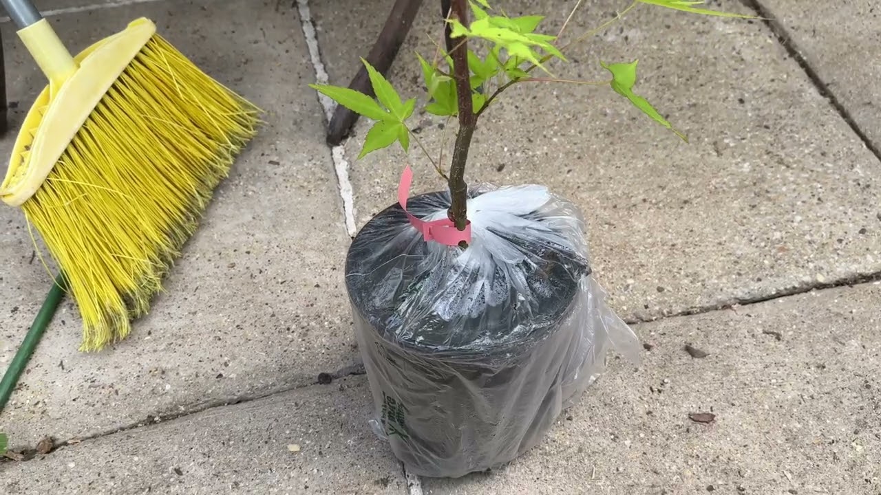 Hot Blonde  Japanese maple unboxing