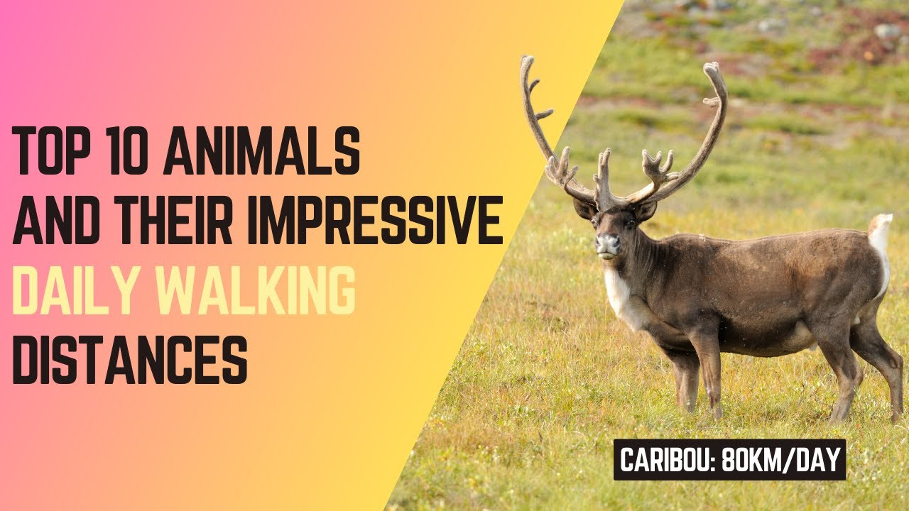 Top 10 Animals and Their Impressive Daily Walking Distances # ...