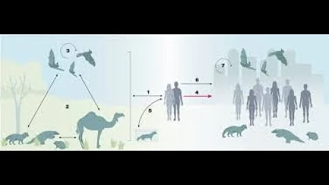 The Secret to Longevity: Why Bats Live Longer Than Other Small Mammals