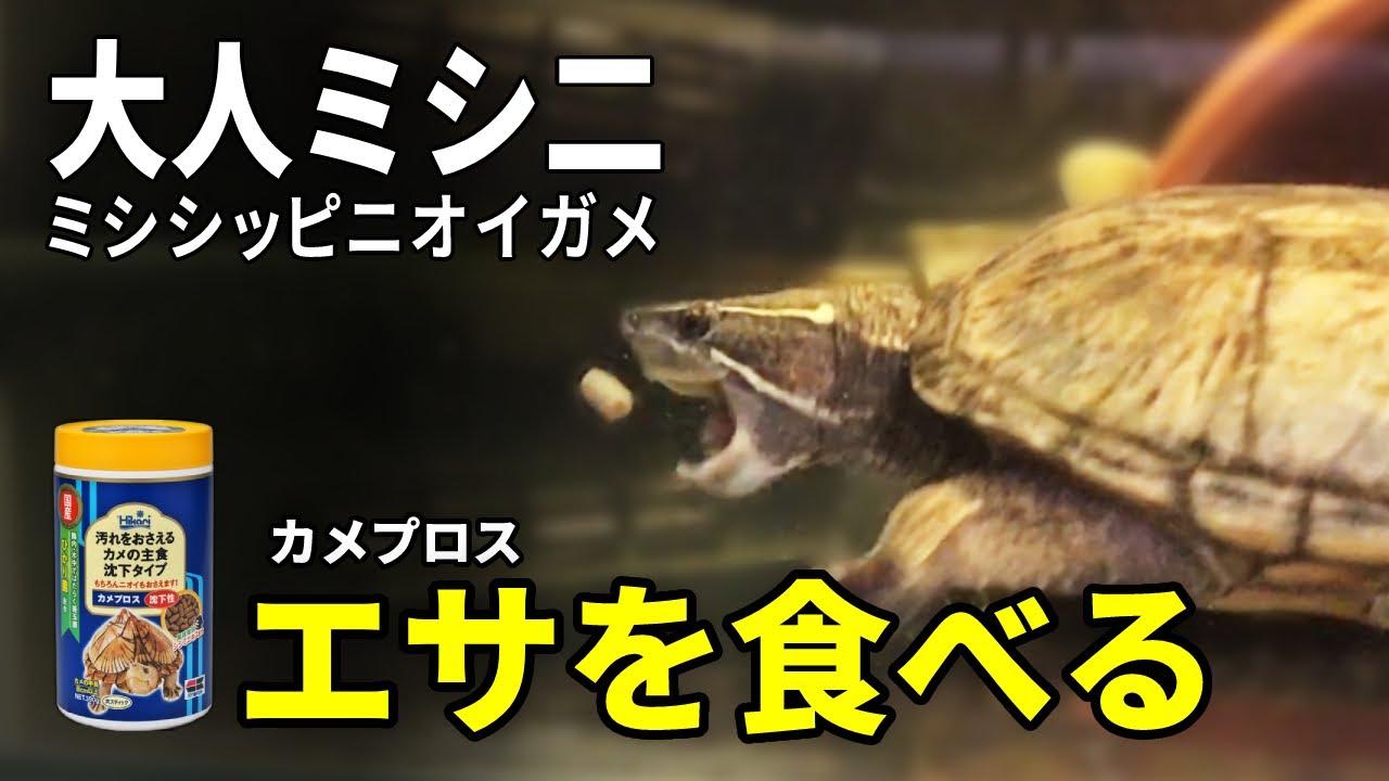 ミシシッピニオイガメ 大人ミシニの食事シーン カメプロス Youtube ミシシッピニオイガメ 大人ミシニの食事シーン カメプロス Youtube