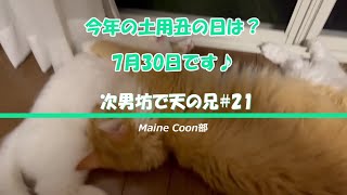 次男坊で天の兄＃21　今年の土用丑の日は？7月30日です♪