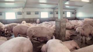 3 Pig Sorting   ES