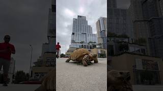Here’s what happens when you take a 175 pound tortoise to the Disney concert hall 💚🐢